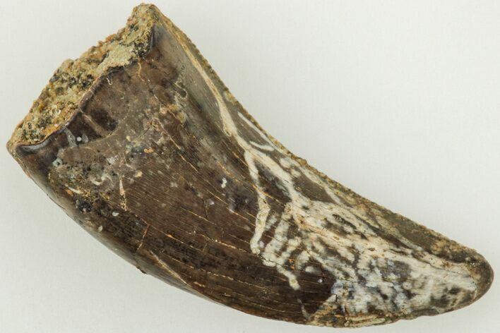 Serrated, .76" Tyrannosaur (Nanotyrannus?) Tooth - Montana